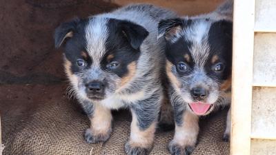 Two Puppies