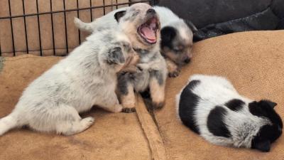 Playful puppies
